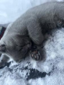 Süße BKH Kitte abzugeben