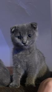Süße BKH Kitte abzugeben