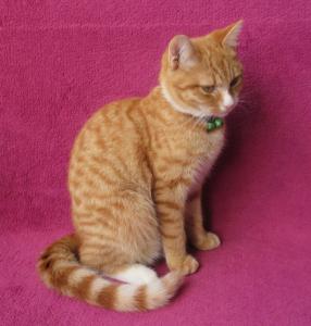 Süßes, verspieltes Katzenmädchen EKH rot 5 Monate Kätzchen weiblich Katze Katzenbaby