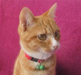 Süßes, verspieltes Katzenmädchen EKH rot 5 Monate Kätzchen weiblich Katze Katzenbaby