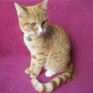 Süßes, verspieltes Katzenmädchen EKH rot 5 Monate Kätzchen weiblich Katze Katzenbaby