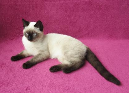 Süßes, verspieltes Katzenmädchen Siam Mix weiß 4 1/2 Monate Kätzchen weiblich Katze Katzenbaby