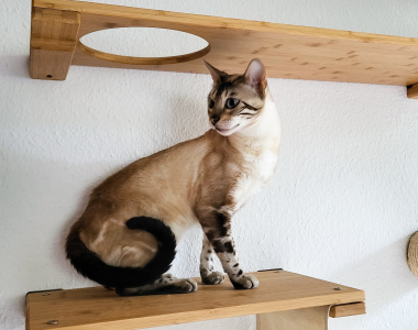 Tolle, 6-j. Bengalkatze sucht erfahrene Halter