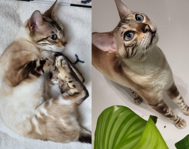 Tolle, 6-j. Bengalkatze sucht erfahrene Halter