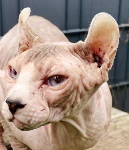Elf-Sphynx-Kater