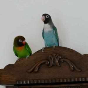 Verwitwetes Rußköpfchen (w), Agapornide, Unzertrennliche abzugeben