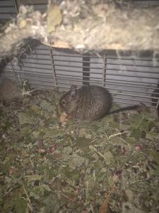 Wir verkaufen 3 Degus