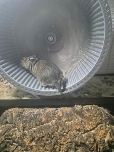 Wir verkaufen 3 Degus