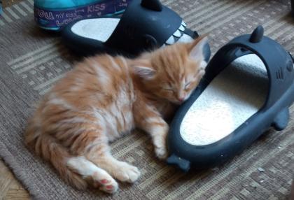 Zutrauliche, wunderschöne Maine Coon - Heilige Birma Kitten abzugeben