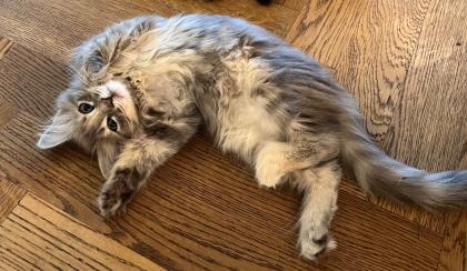 Zutrauliche, wunderschöne Maine Coon - Heilige Birma Kitten abzugeben