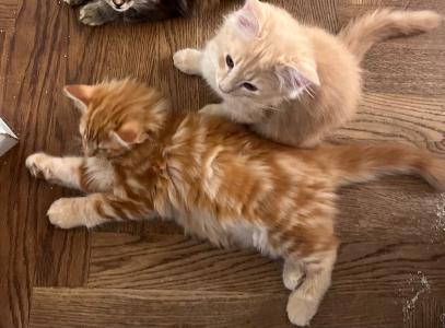 Zutrauliche, wunderschöne Maine Coon - Heilige Birma Kitten abzugeben