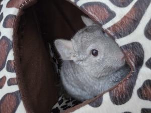 2 Liebe Chinchilla Brüder