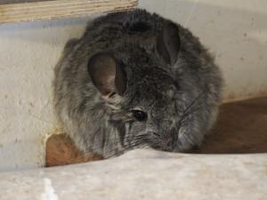 🐭 Zwei Chinchillas in liebevolle und erfahrene Hände abzugeben 🐭