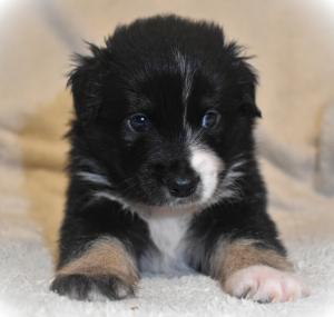 Australian Shepherd Mini Mix