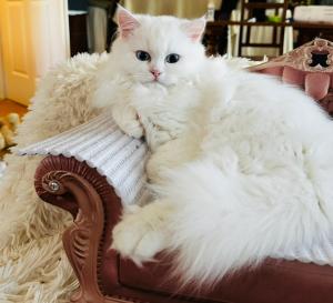 Bildschöner Schneeweißer Perser- BLH - Kater mit blauen Augen
