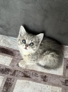 Bkh Kitten