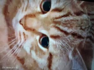 BKH Mix sehr schöne Gold tabby Mädchen
