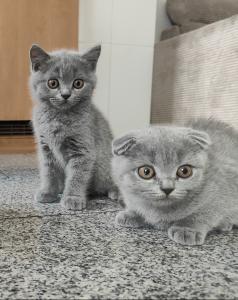 Bkh Stammbaum Kitten