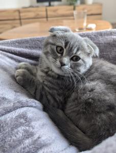 2 süße Kätzchen suchen ein neues Zuhause