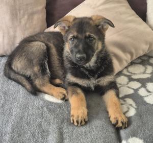 Deutscher Schäferhund Welpe