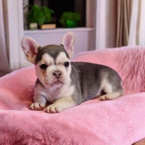 Französische Bulldoggen bezaubernde Welpen suchen ihr Zuhause