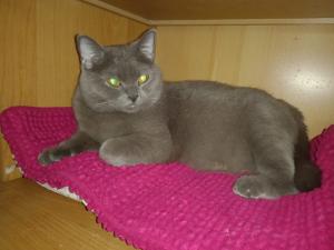 ♥️ Katze Kitty - BKH OHNE Papiere - sucht liebevolles Zuhause ♥️