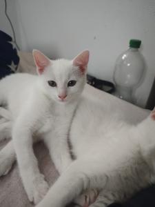 Katze lilly