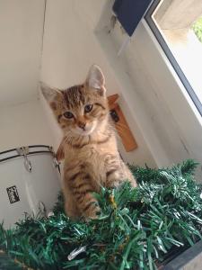 Katzenkinder 12 Wochen alt