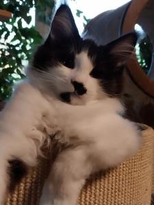 Maine Coon Kitten