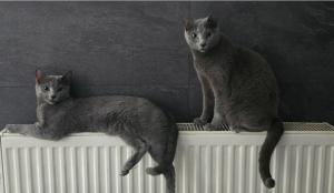 Reinrassige Russisch blau, kitten, champion linie, Weibchen, Stammbaum, Maine coon,