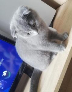 Süße BKH Kitte abzugeben