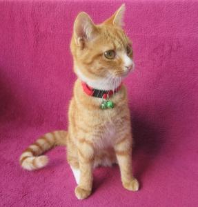 Süßes, verspieltes Katzenmädchen EKH rot 5 Monate Kätzchen weiblich Katze Katzenbaby