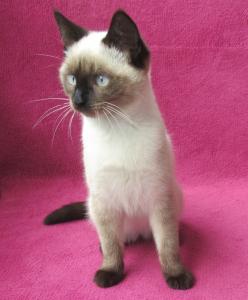 Süßes, verspieltes Katzenmädchen Siam Mix weiß 4 1/2 Monate Kätzchen weiblich Katze Katzenbaby