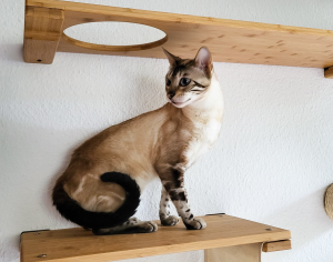 Tolle, 6-j. Bengalkatze sucht erfahrene Halter