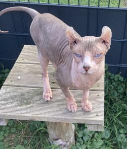 Elf-Sphynx-Kater