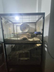 Wir verkaufen 3 Degus