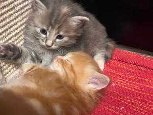 Zutrauliche, wunderschöne Maine Coon - Heilige Birma Kitten abzugeben