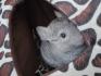 2 Liebe Chinchilla Brüder