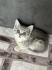 Bkh Kitten
