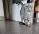 Bkh/scottisch fold mix sucht dringend neues Zuhause