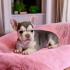 Französische Bulldoggen bezaubernde Welpen suchen ihr Zuhause