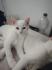 Katze lilly