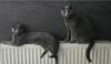 Reinrassige Russisch blau, kitten, champion linie, Weibchen, Stammbaum, Maine coon,