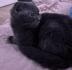 Scottisch fold Kater
