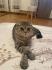 Scottish Fold Katze