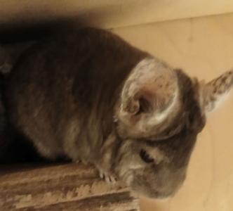 2 süße Chinchilla Mädels in liebevolle Hände zu geben