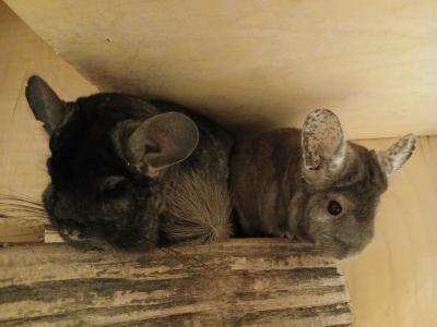 2 süße Chinchilla Mädels in liebevolle Hände zu geben