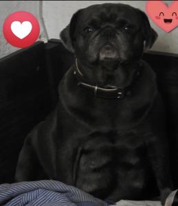 4 wunderschöne Retro Mops Welpen