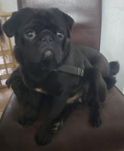 4 wunderschöne Retro Mops Welpen