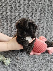 ✨ Zauberhafte Bolonka Zwetna Rüden – liebevoll aufgezogen, bestens sozialisiert | 4 Welpen verfügbar ✨